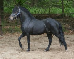 Deckhengst Haywards Guardsman (New-Forest-Pony, 2006, von Long Copse Elton)