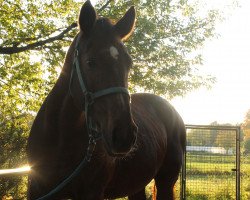 broodmare Apexa (Westphalian, 2000, from Arpeggio)