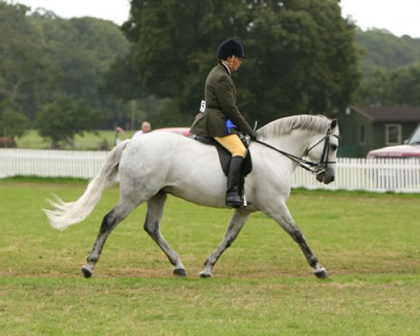 stallion Farriers Finger Print (New Forest Pony, 1996, from Peveril Peter Piper)