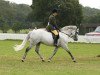 stallion Farriers Finger Print (New Forest Pony, 1996, from Peveril Peter Piper)