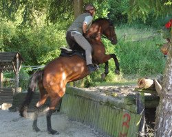 jumper Coco Milano (Hanoverian, 2008, from Carving)