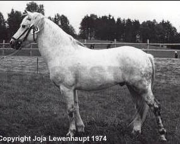 Deckhengst Zuidpool's Amoro van Nomad (New-Forest-Pony, 1963, von Wigley Nomad)