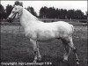 stallion Zuidpool's Amoro van Nomad (New Forest Pony, 1963, from Wigley Nomad)