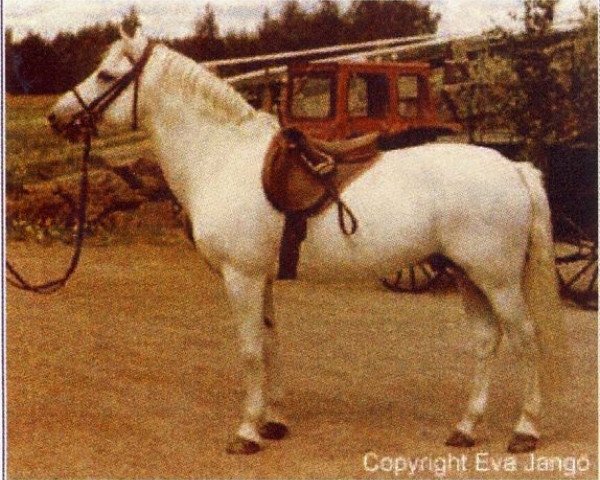 stallion Zuidpool's Rufus van Nomad (New Forest Pony, 1961, from Wigley Nomad)