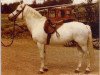 Deckhengst Zuidpool's Rufus van Nomad (New-Forest-Pony, 1961, von Wigley Nomad)