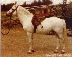 stallion Zuidpool's Rufus van Nomad (New Forest Pony, 1961, from Wigley Nomad)