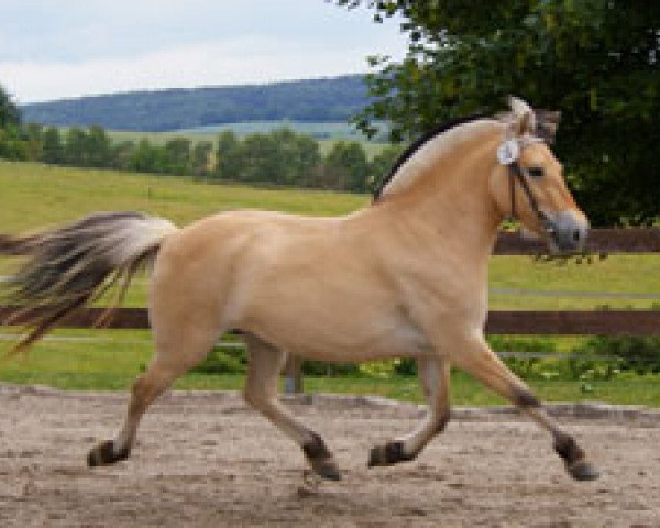 broodmare Kis Jalinka (Fjord Horse, 2008, from Dylan)