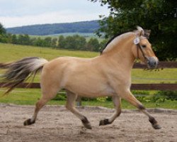 broodmare Kis Jalinka (Fjord Horse, 2008, from Dylan)