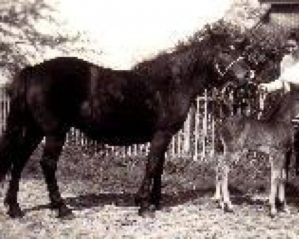 Zuchtstute Brockenhurst Shirley (New-Forest-Pony, 1950, von Mudeford Streak)