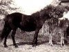 broodmare Brockenhurst Shirley (New Forest Pony, 1950, from Mudeford Streak)