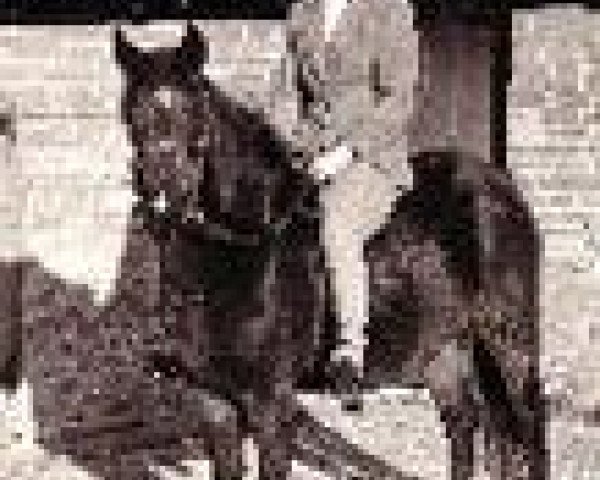 broodmare Merrie Maureen (New Forest Pony, 1954, from Goodenough)