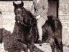 Zuchtstute Merrie Maureen (New-Forest-Pony, 1954, von Goodenough)