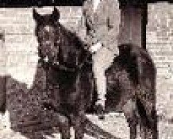 broodmare Merrie Maureen (New Forest Pony, 1954, from Goodenough)