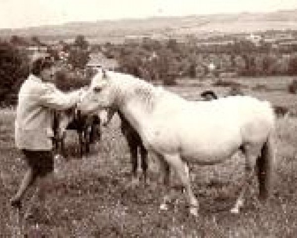 broodmare Merrie Misty (New Forest Pony, 1949, from Lyndhurst Ironside)