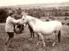 Zuchtstute Merrie Misty (New-Forest-Pony, 1949, von Lyndhurst Ironside)