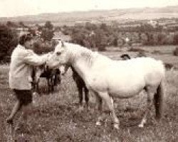 Zuchtstute Merrie Misty (New-Forest-Pony, 1949, von Lyndhurst Ironside)