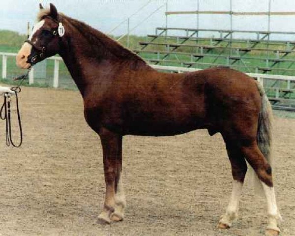 stallion Merrie Master (New Forest Pony, 1964, from Merrie Mercury)