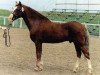 stallion Merrie Master (New Forest Pony, 1964, from Merrie Mercury)