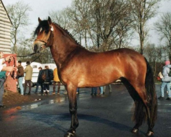 stallion Polsbury Popov (New Forest Pony, 1995, from Valentino)