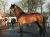 stallion Polsbury Popov (New Forest Pony, 1995, from Valentino)