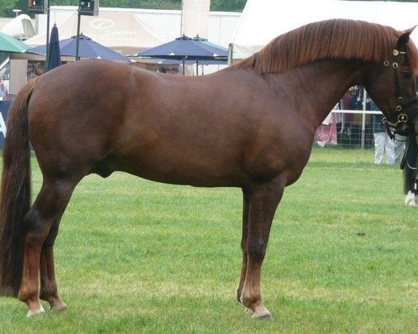 stallion Sabina's Gold Sovereign (New Forest Pony, 1994, from Peveril Peterborough)