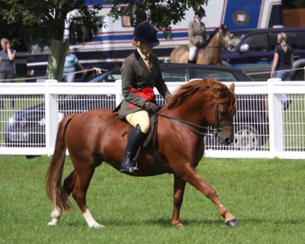 horse Peveril Pendragon (New Forest Pony, 2003, from Sabina's Gold Sovereign)