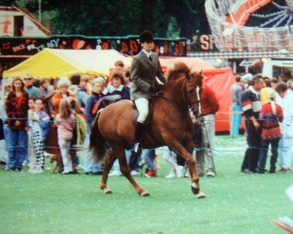 Deckhengst Peveril Peterborough (New-Forest-Pony, 1984, von Deeracres Franco)