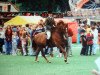 Deckhengst Peveril Peterborough (New-Forest-Pony, 1984, von Deeracres Franco)