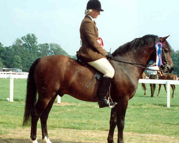 stallion Peveril Peter Piper (New Forest Pony, 1979, from Queenswood Solomon)