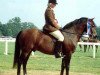 Deckhengst Peveril Peter Piper (New-Forest-Pony, 1979, von Queenswood Solomon)