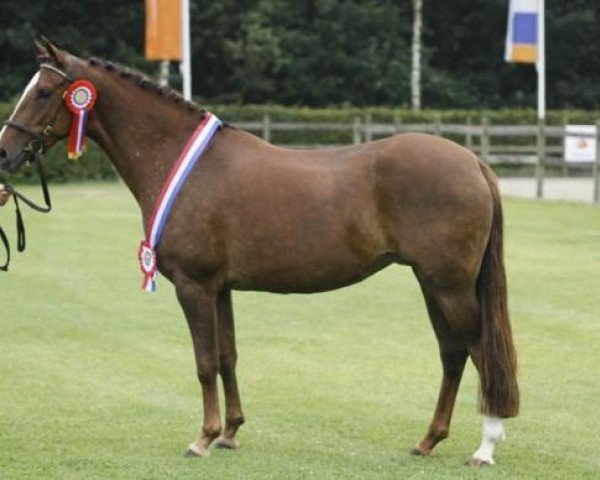 Zuchtstute Amalia (New-Forest-Pony, 2005, von Woodrow Carisbrooke)
