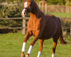 Springpferd Prinses Lillyfee (Deutsches Reitpony, 2008, von Cool Dancer)