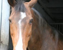 Pferd Landreo (KWPN (Niederländisches Warmblut), 1993, von Falergo)