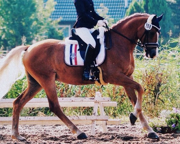 dressage horse Holsteins Devito (German Riding Pony, 2008, from Fs Disagio)