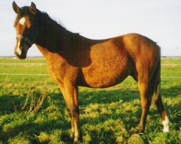 Zuchtstute Eikenhorst's Tamara (New-Forest-Pony, 2002, von Wayland Cranberry)
