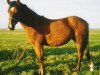 Zuchtstute Eikenhorst's Tamara (New-Forest-Pony, 2002, von Wayland Cranberry)