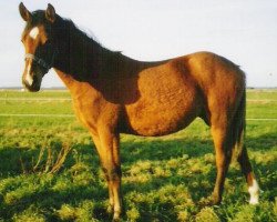 broodmare Eikenhorst's Tamara (New Forest Pony, 2002, from Wayland Cranberry)