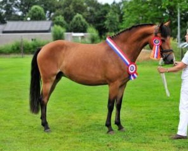 Zuchtstute Eikenhorst's Tanja (New-Forest-Pony, 2008, von Luckington Sportaide)