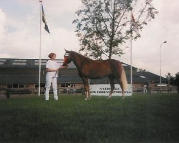 Zuchtstute Silronray's Beaudeline (New-Forest-Pony, 1995, von Beaucandan Brendan)