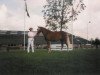 broodmare Silronray's Beaudeline (New Forest Pony, 1995, from Beaucandan Brendan)