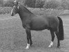 stallion Åstratorps Mirage (New Forest Pony, 1981, from Dago)