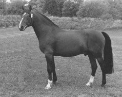 stallion Åstratorps Mirage (New Forest Pony, 1981, from Dago)