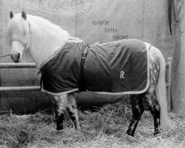 Deckhengst Newtown Dandy (New-Forest-Pony, 1952, von Denny Danny)