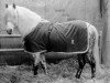 Deckhengst Newtown Dandy (New-Forest-Pony, 1952, von Denny Danny)