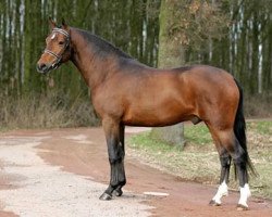 horse Elshofs Otto (New Forest Pony, 2003, from Justice H.R.)