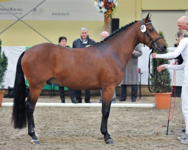 broodmare Elshofs Marnix (New Forest Pony, 2008, from Justice H.R.)