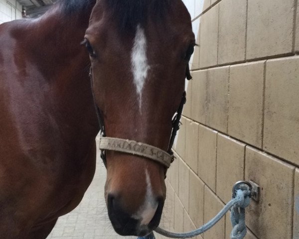 dressage horse Shetan Classic (Rhinelander, 2006, from Sandro Classic)