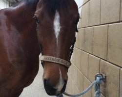 dressage horse Shetan Classic (Rhinelander, 2006, from Sandro Classic)