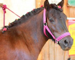 Zuchtstute Elfie (Shetland Pony, 2002, von Nesch of Baltic Sea)