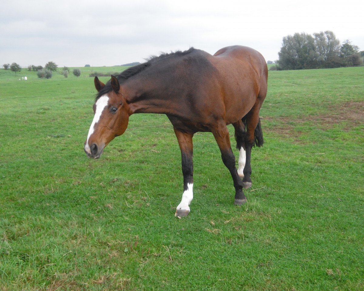 horse Pascal 362 (Westphalian, 1992, from Paulaner)